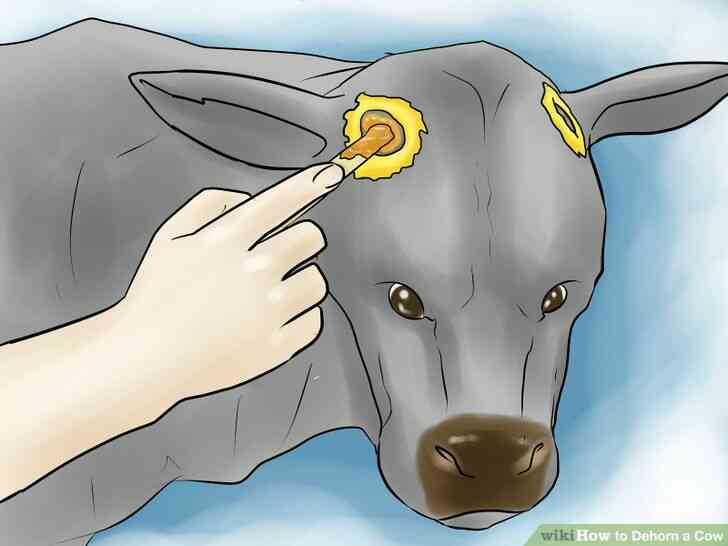 Image intitulée Écorner une Vache Étape 14